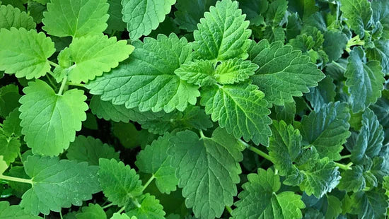 Organic Catnip (Nepetacataria)