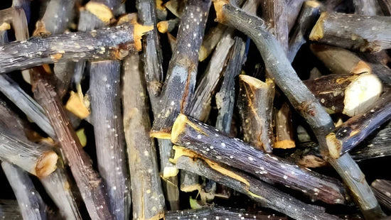 Silvervine Wood (Actinidiapolygama)