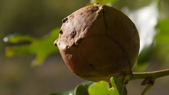 Gall Fruit (Silvervine Fruit)