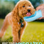 USEMORRA™ Portable Dog and Cat Water Bottle with Food Storage