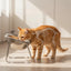 USEMORRA™ Elevated Feeding Bowl