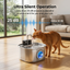 The Hydration Boost That Could Add Years to Your Cat's Life
