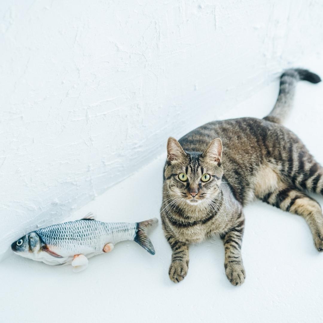 USEMORRA Interactive electric fish toy for cats