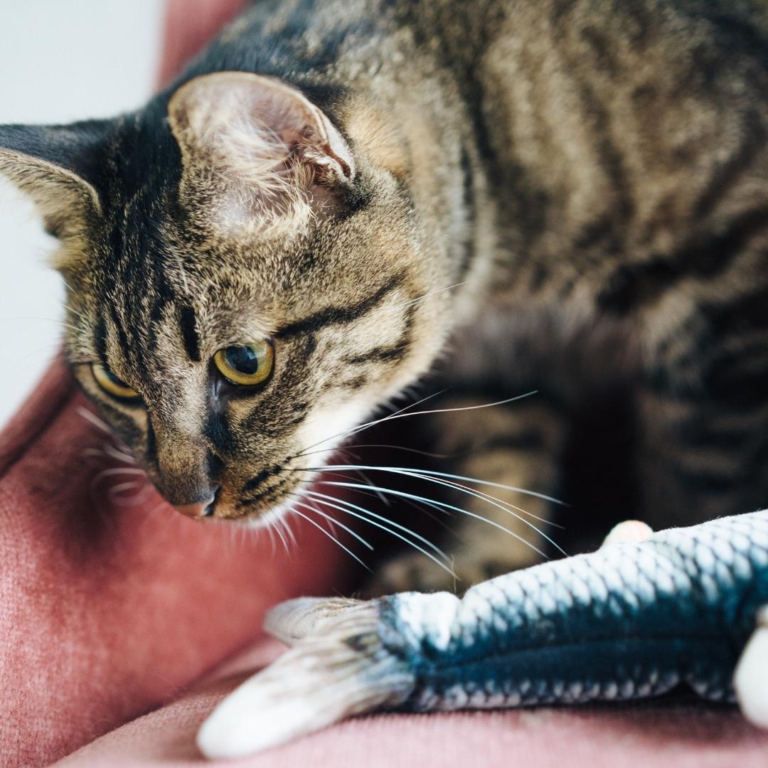 USEMORRA Interactive electric fish toy for cats
